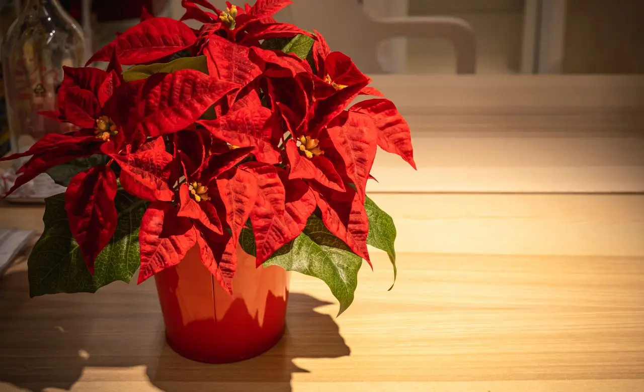 Come curare la stella di Natale: ecco il trucco del giardiniere