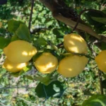 Scopri il concime ideale per il tuo albero di limone: guida all’uso per fioriture rigogliose