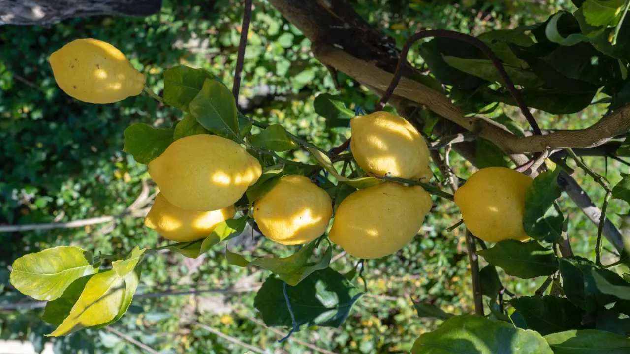Scopri il concime ideale per il tuo albero di limone: guida all’uso per fioriture rigogliose