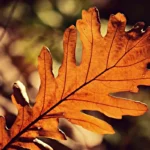 Attenzione alle foglie secche: l’errore che rovina il prato in autunno