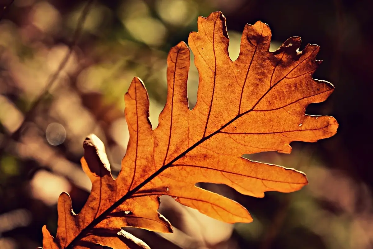 Attenzione alle foglie secche: l’errore che rovina il prato in autunno